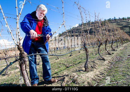 Le plus âgé l'élagage des branches de vigne dans un vignoble sur une journée ensoleillée au printemps. Banque D'Images