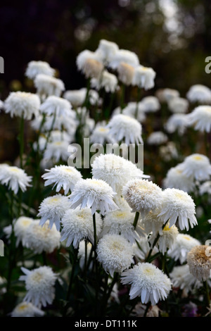 Leucanthemum x superbum wirral supreme white fleurs fleur double floraison de marguerites marguerite Banque D'Images