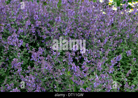 Nepeta six hills giant gros plan d'été bleu point sélective des plantes fleurs pétales odorantes parfumées portraits d'arbustes catmints Banque D'Images