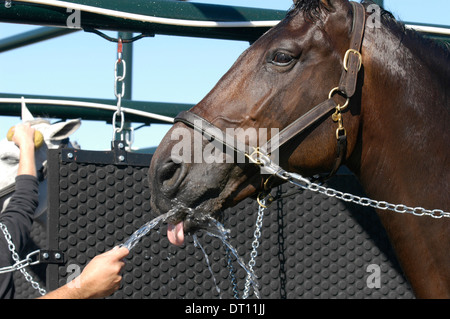 Horse prend un verre tout en étant aspergés au lavage cale après l'exercice Banque D'Images