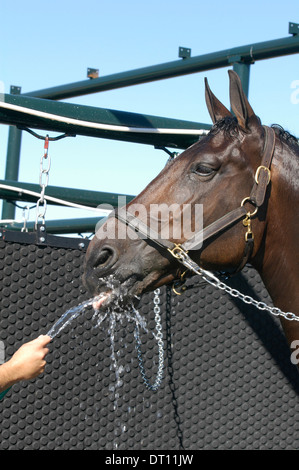 Horse prend un verre tout en étant aspergés au lavage cale après l'exercice Banque D'Images