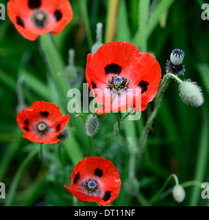 Papaver comutatum Ladybird, pavot oriental, fleurs rouges à pois noirs, floraison, fleurs, pavot annuel, coquelicots, gousses, têtes de semis, RM Floral Banque D'Images