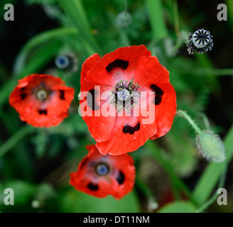 Papaver comutatum Ladybird, pavot oriental, fleurs rouges à pois noirs, floraison, fleurs, pavot annuel, coquelicots, gousses, têtes de semis, RM Floral Banque D'Images