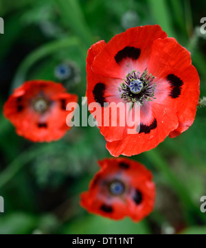 Papaver comutatum Ladybird, pavot oriental, fleurs rouges à pois noirs, floraison, fleurs, pavot annuel, coquelicots, gousses, têtes de semis, RM Floral Banque D'Images