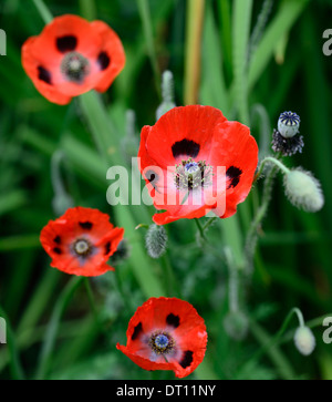 Papaver comutatum Ladybird, pavot oriental, fleurs rouges à pois noirs, floraison, fleurs, pavot annuel, coquelicots, gousses, têtes de semis, RM Floral Banque D'Images