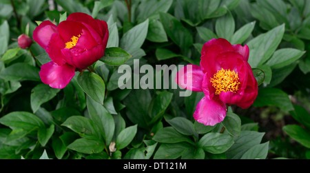 Paeonia lactiflora pivoine pivoines victoria cv rose rouge fleur fleurs herbacées vivaces bed border Banque D'Images