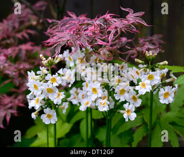 Primula japonica postford white panaché pourpre Acer palmatum shirazz plantation mixte mélange ombragé ombre régime partenaires plantation Banque D'Images