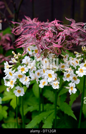 Primula japonica postford white panaché pourpre Acer palmatum shirazz plantation mixte mélange ombragé ombre régime partenaires plantation Banque D'Images