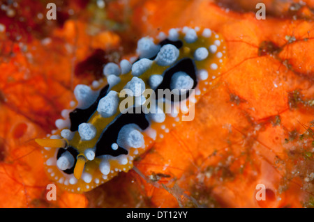 Nudibranche Phyllidia ocellata, colorées, différentes de coraux colorés, sur Halmahera, Moluques, Indonésie Banque D'Images