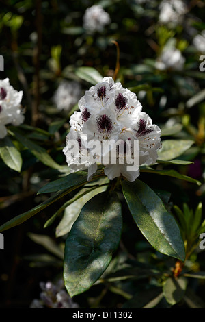 Sappho rhododendron pourpre foncé blanc fleurs pétales marquages d'arbustes à fleurs Floraison bicolor bicolor Banque D'Images