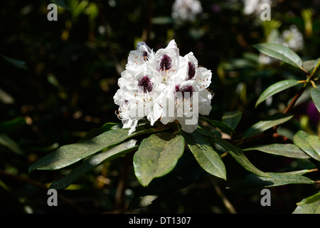 Sappho rhododendron pourpre foncé blanc fleurs pétales marquages d'arbustes à fleurs Floraison bicolor bicolor Banque D'Images