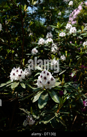 Sappho rhododendron pourpre foncé blanc fleurs pétales marquages d'arbustes à fleurs Floraison bicolor bicolor Banque D'Images