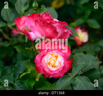 Rosa double delight andeli roses hybrides de thé blanc rose rouge fleur fleurs fleurs fleurs fleurs Banque D'Images