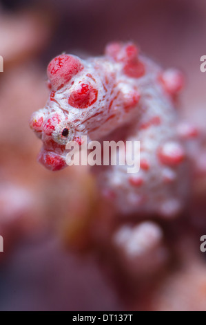 Hippocampe pygmée Hippocampus bargibanti, individu, Close up, à l'Ouest, Maitara Tidore, Halmahera, Moluques, Indonésie Banque D'Images