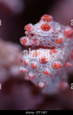 Hippocampus bargibanti Hippocampe pygmée, enceinte, personne, à l'Ouest, Maitara Tidore, Halmahera, Moluques, Indonésie Banque D'Images
