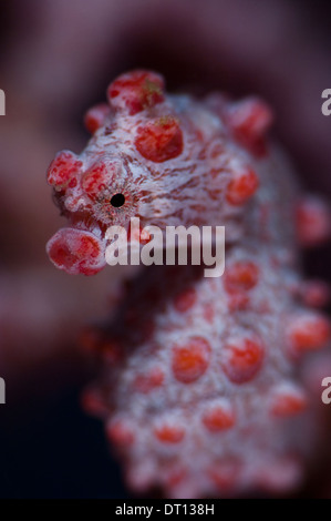 Hippocampus bargibanti Hippocampe pygmée, enceinte, personne, à l'Ouest, Maitara Tidore, Halmahera, Moluques, Indonésie, Banque D'Images