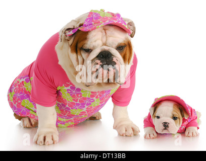 Bulldog anglais chiot mère et portant des vêtements rose correspondant sur fond blanc Banque D'Images