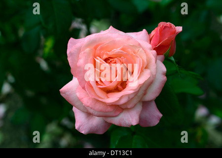 Rosa charmante dame Bush le vieux rose rose rose Floraison fleurs roses fleurs gros plans gros plans Banque D'Images