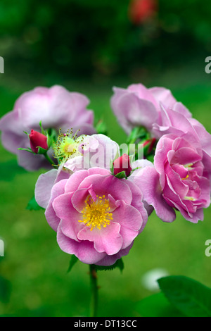 Rosa lucky frylucy roses rose rose lilas fleur fleur fleurs parfumées parfum parfumé floribunda bloom floraison fleurs Banque D'Images