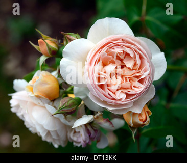 Rosa sweet juliet ausleap fleur double rose pêche abricot arbustes arbustes fleurs fleurs couleurs couleur Banque D'Images