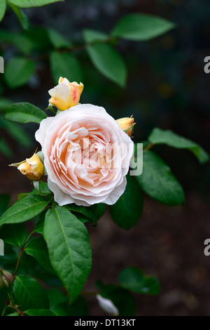 Rosa sweet juliet ausleap fleur double rose pêche abricot arbustes arbustes fleurs fleurs couleurs couleur Banque D'Images