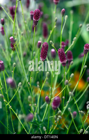 Sanguisorba tenuifolia purpurea pourpre rouge marron fleurs vivaces à feuillage vert feuilles été Apex City close up Banque D'Images