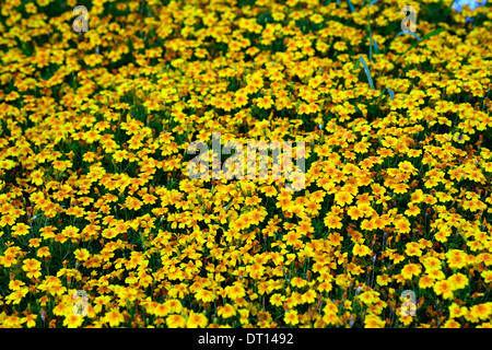 Tagetes Tenuifolia 'golden Gem' signata pumila Oeillet Signet fleur orange fleur plante annuelle Banque D'Images