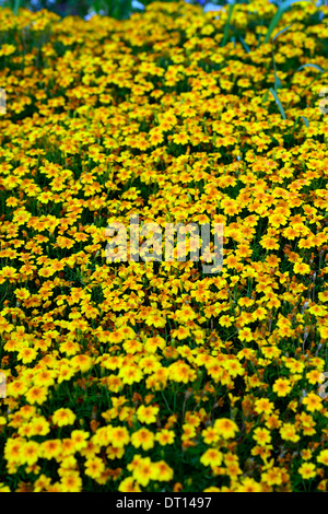 Tagetes Tenuifolia 'golden Gem' signata pumila Oeillet Signet fleur orange fleur plante annuelle Banque D'Images