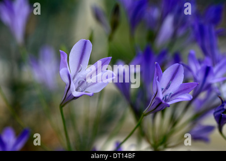 Le Triteleia laxa koningin fabiola reine lily triplet selective focus gros plan fleurs pourpre portraits de plantes à bulbe bulbe Banque D'Images