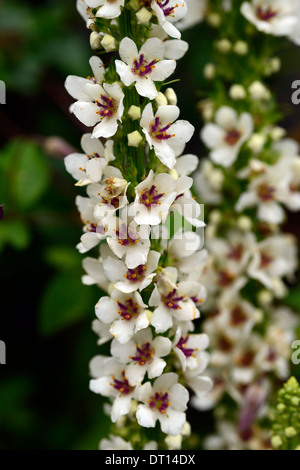 Verbascum chaixii alba, pointes de fleurs flèches mullein mullein mullins fleurs blanches fleurs florales vivaces Banque D'Images