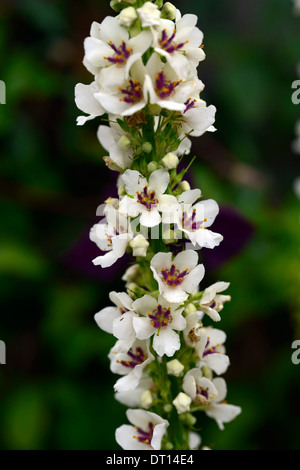 Verbascum chaixii alba, pointes de fleurs flèches mullein mullein mullins fleurs blanches fleurs florales vivaces Banque D'Images