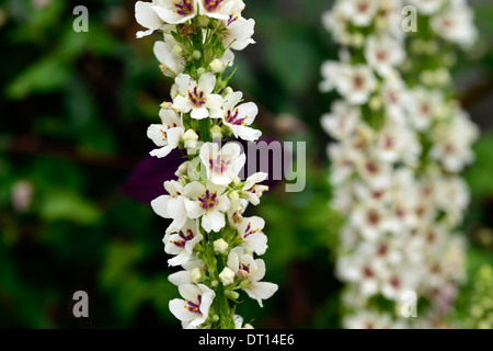 Verbascum chaixii alba fleurs pointes mullein mulleins fleur blanche fleurs fleurissent vivaces Banque D'Images