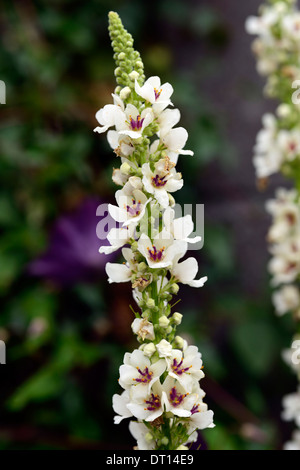 Verbascum chaixii alba, pointes de fleurs flèches mullein mullein mullins fleurs blanches fleurs florales vivaces Banque D'Images