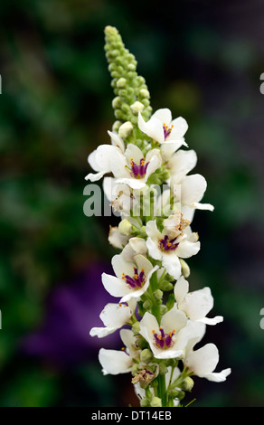 Verbascum chaixii alba, pointes de fleurs flèches mullein mullein mullins fleurs blanches fleurs florales vivaces Banque D'Images