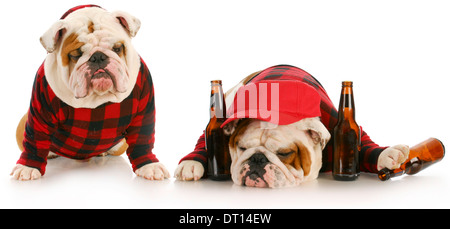 Drunk dog - deux bulldogs anglais qui ont fait la fête trop dur Banque D'Images