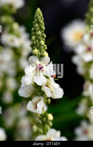 Verbascum Kynaston fleurs spires mullein mulleins fleurs vivaces fleurs fleur blanche Banque D'Images