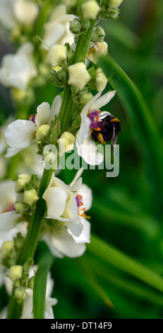 Verbascum Kynaston fleurs spires mullein mulleins blanc fleur fleurs vivaces fleurs alimentation Alimentation de l'abeille Banque D'Images