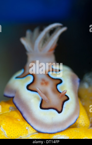 Nudibranche, Chromodoris coi, Close up/portrait, Lilai Jetty, Halmahera, Moluques, Indonésie Banque D'Images