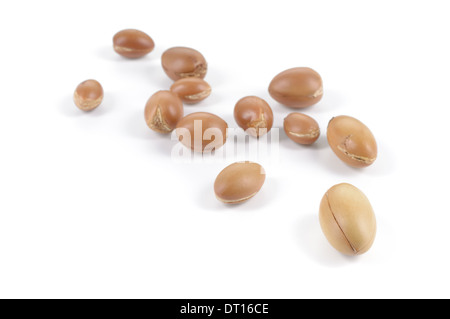 Grand groupe de noix d'argan sur un fond blanc. L'abondance de l'espace de copie. Studio shot horizontale. Banque D'Images