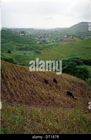 Champs et les bovins, le site d'un projet de système de distribution d'eau. Le développement urbain et rural et de l'infrastructure dans l'ugi Banque D'Images