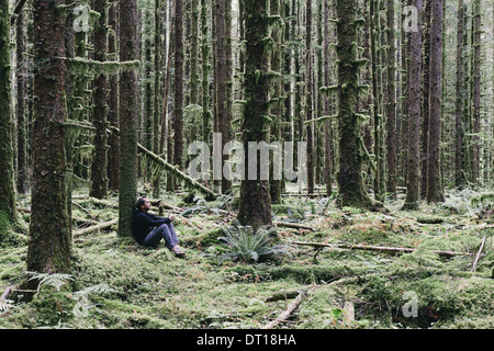 Olympic National Park Washington USA. Couvert de mousse homme la pruche et l'épinette d'arbres Banque D'Images