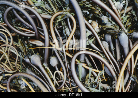 Le Rialto Beach Olympic National Park Washington USA. Pile de Bull Kelp algue échouée sur la plage Banque D'Images