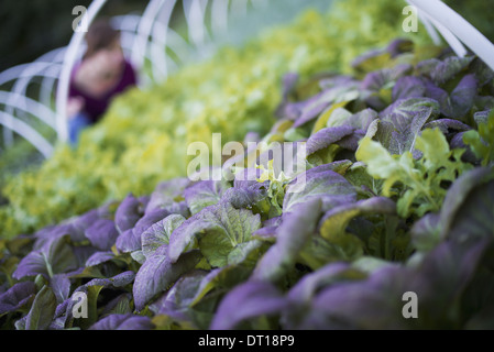 Woodstock, New York USA agriculteur travaillant parmi les plantes les légumes feuilles de salade Banque D'Images