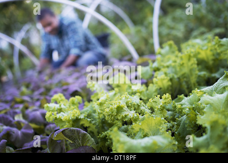 Woodstock, New York USA agriculteur travaillant parmi les plantes les légumes feuilles de salade Banque D'Images