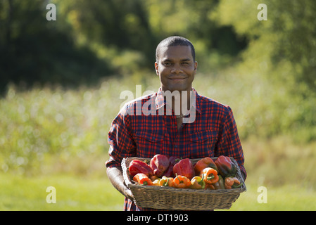Woodstock, New York USA agriculteur avec bac de matières organiques récoltés poivrons Banque D'Images