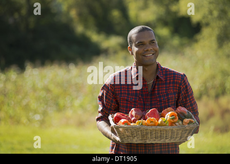Woodstock, New York USA agriculteur avec bac de poivrons bio Banque D'Images