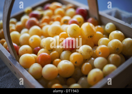 Woodstock, New York USA Organic Assorted Heirloom Tomatoes juste pris Banque D'Images