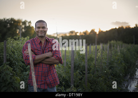 Woodstock, New York USA agriculteur biologique avec des plants de tomates Banque D'Images