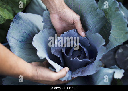 Woodstock, New York USA Chou Bio Plantes dans des Banque D'Images