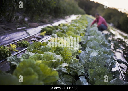 Woodstock, New York USA Chou Bio Plantes dans des Banque D'Images